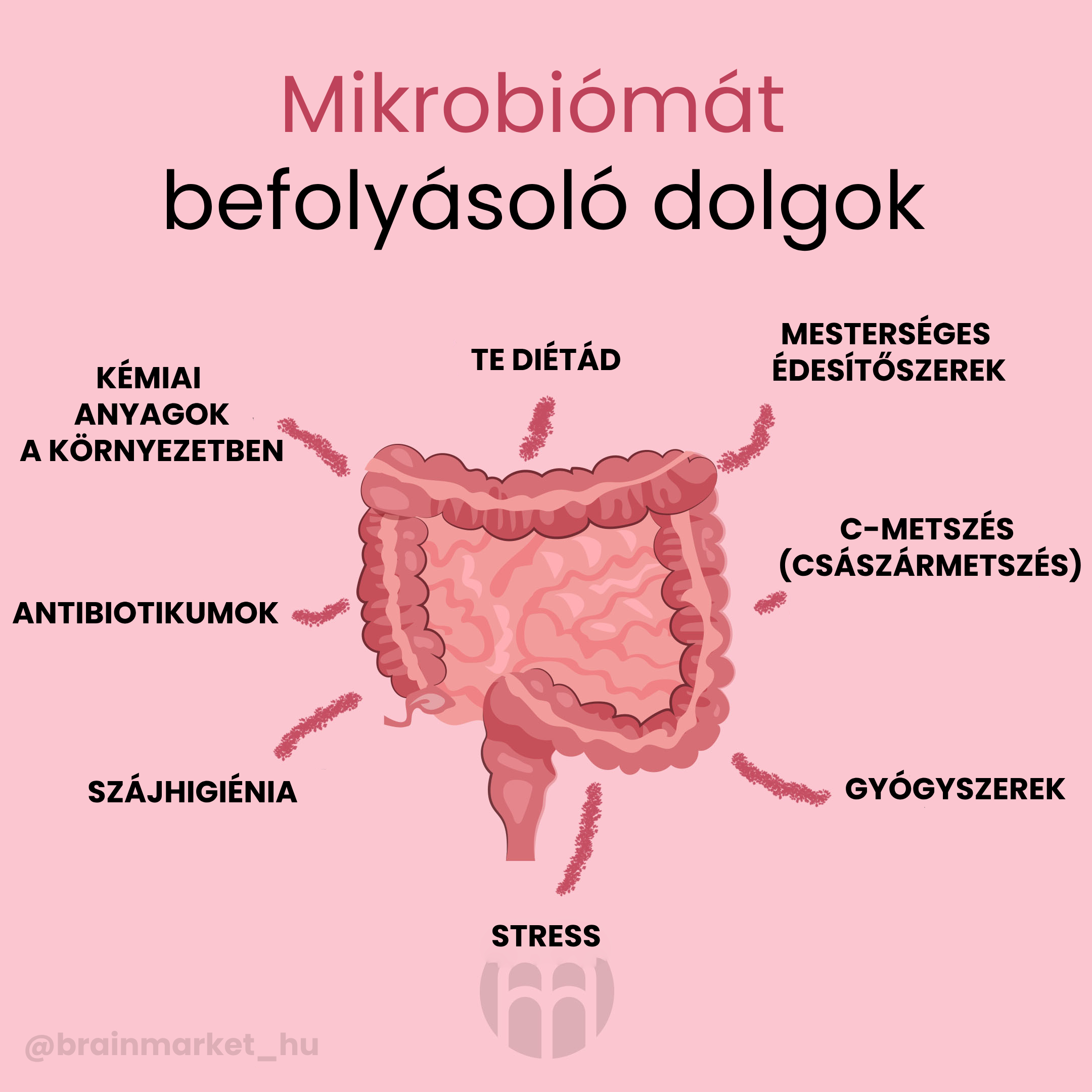mikrobiom-infografika-brainmarketHU